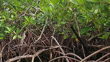 manglares, joya de nuestro ecosistema, Bocas del toro, Panamá
